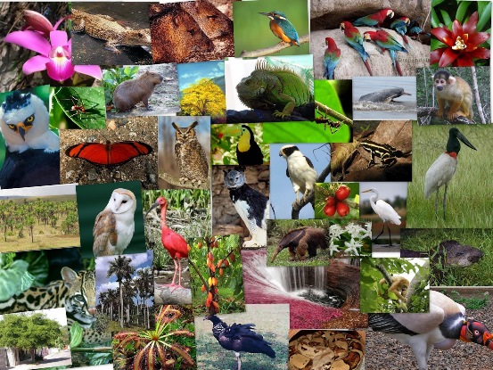22 de Mayo: Día Internacional de la Diversidad Biológica