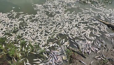 Material particulado resuspendido en fondo de la ciénaga de Luruaco, posible causa de mortandad de peces: C.R.A.