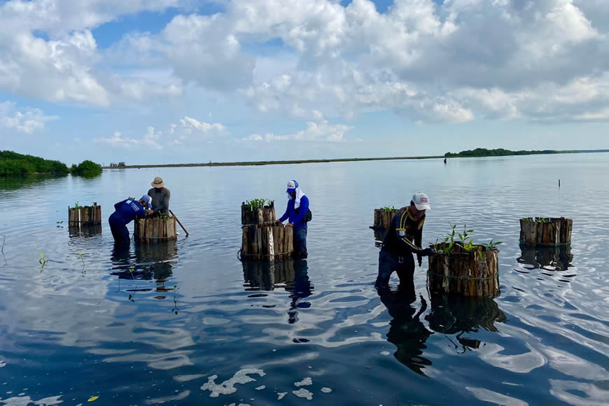 Con proyecto piloto, C.R.A busca fortalecer y proteger ecosistema de manglar en ciénaga de Mallorquín