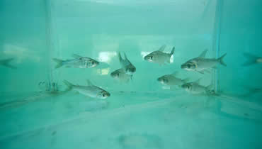 Con Plan Pescao CRA refuerza acciones