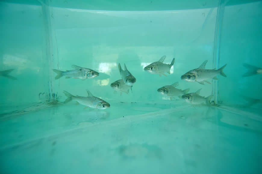 Con Plan Pescao, C.R.A. refuerza acciones para conservar el recurso hidrobiológico del Atlántico Con Plan +Pescao, C.R.A. refuerza acciones para conservar el recurso hidrobiológico del Atlántico